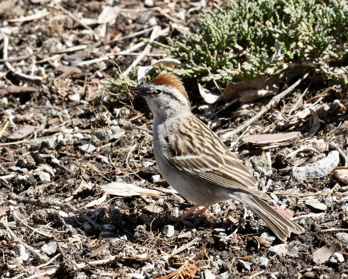 Chipping Sparrow - ML444496101
