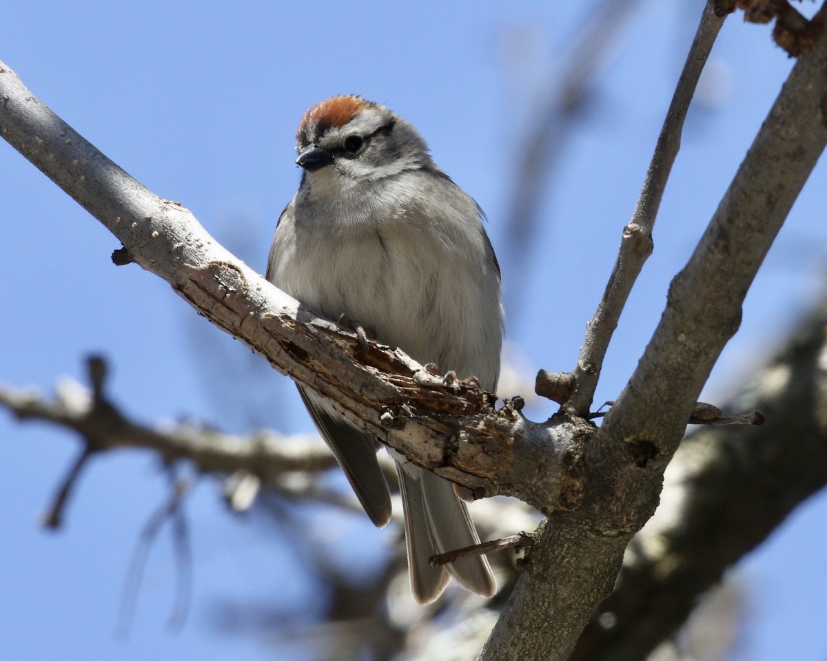 Chipping Sparrow - ML444496241