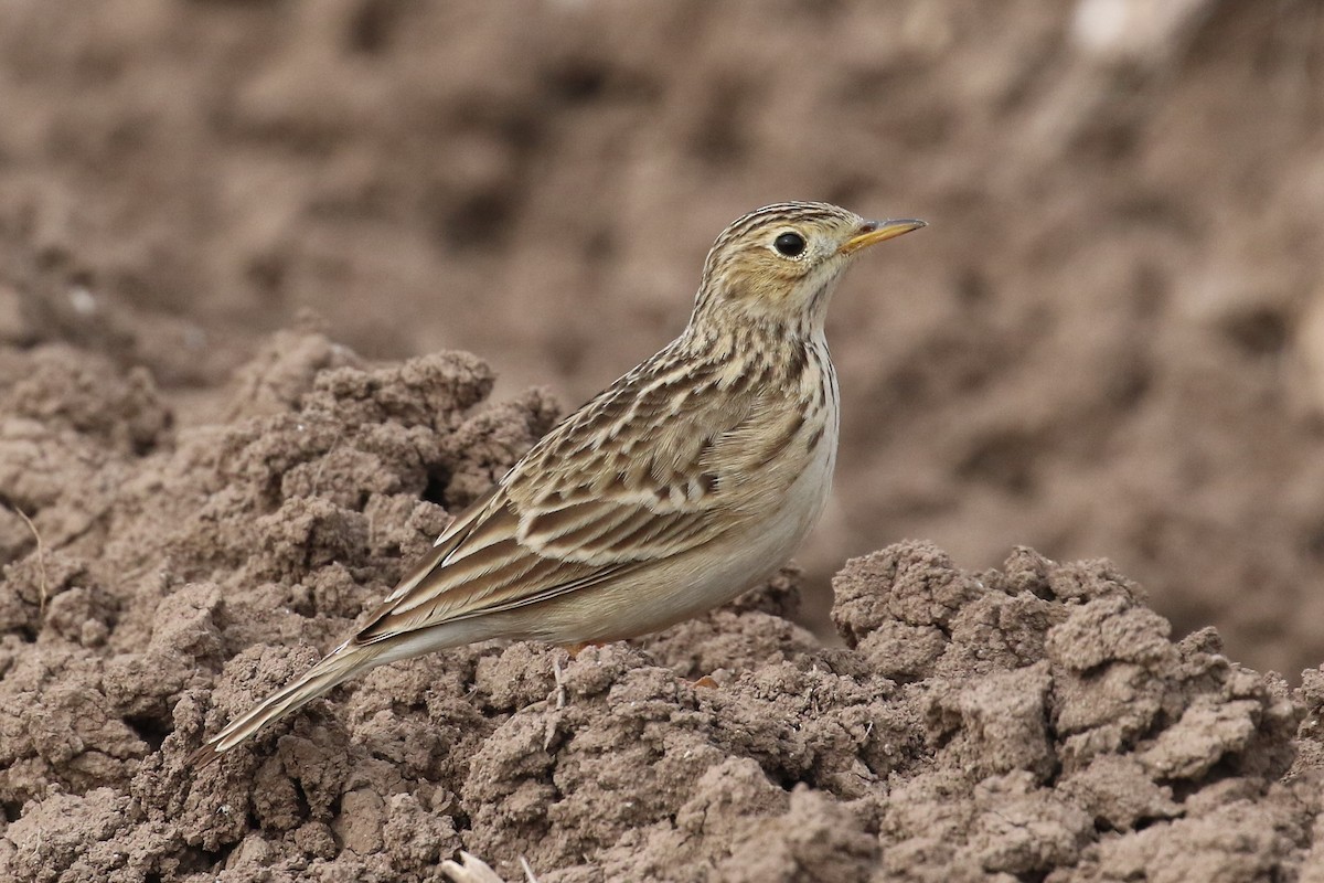 Sprague's Pipit - Dan Jones