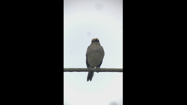 Yellow-browed Sparrow - ML444498171