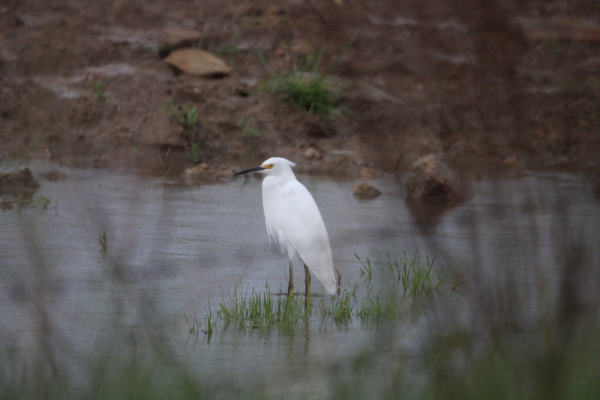 Snowy Egret - Alex Marine