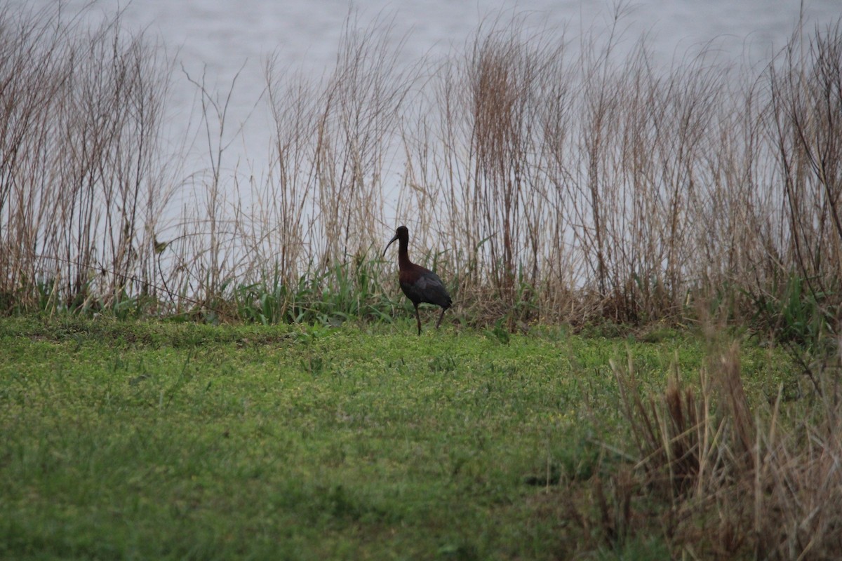 White-faced Ibis - Alex Marine