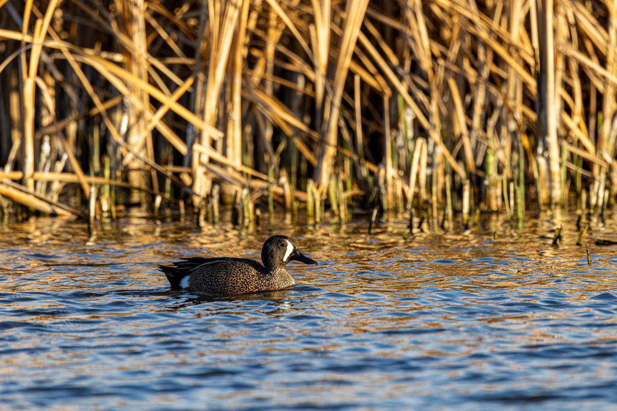 Blue-winged Teal - ML444499561