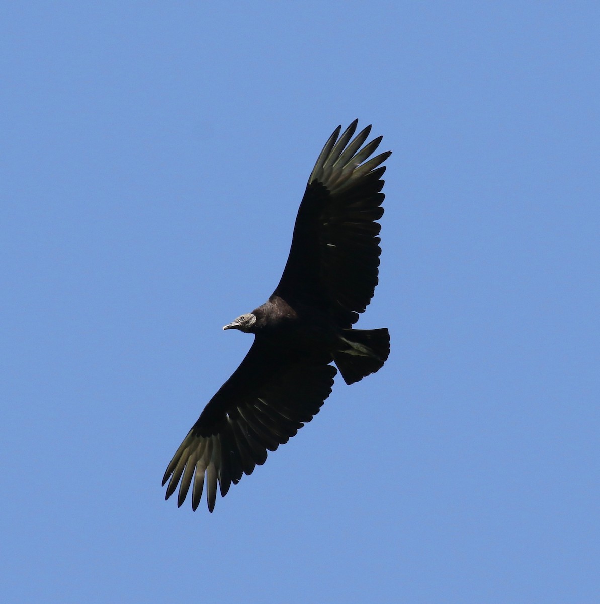 Black Vulture - ML444500141