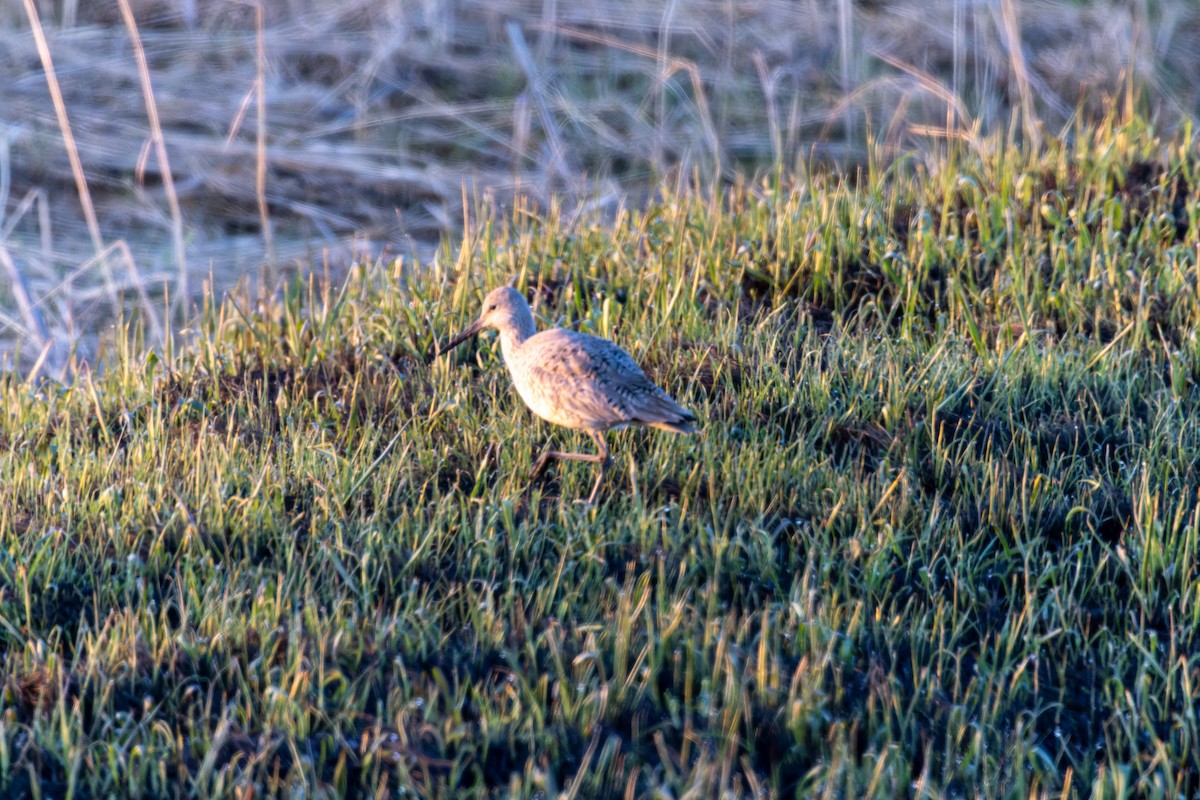 Willet - ML444500481