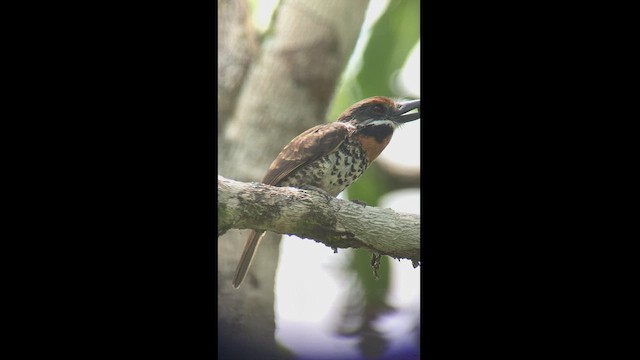 Spotted Puffbird - ML444500601