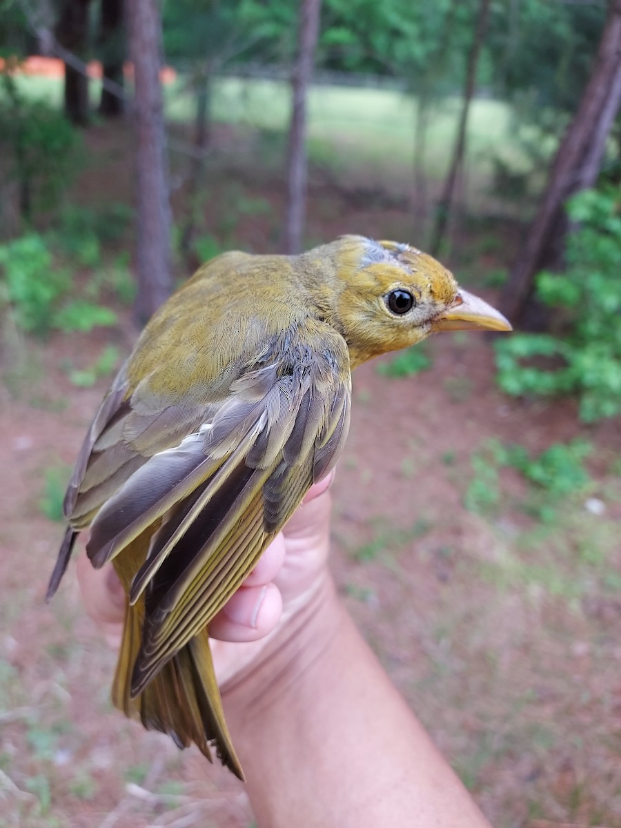 Summer Tanager - ML444501141