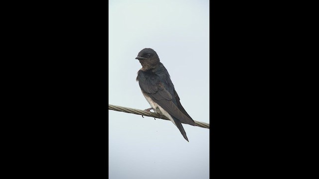 Gray-breasted Martin - ML444501641