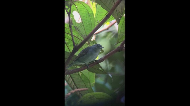 Mouse-colored Antshrike - ML444501961