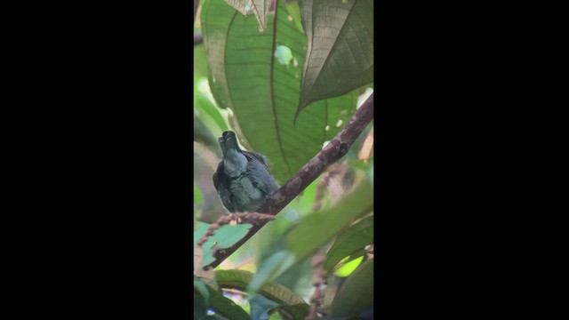 Mouse-colored Antshrike - ML444503101