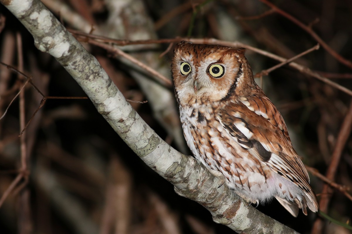 Eastern Screech-Owl - ML44450371