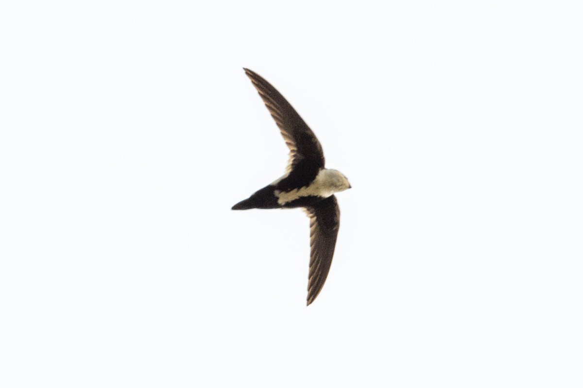 White-throated Swift - ML444503721