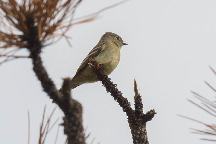 Hammond's Flycatcher - ML444504091