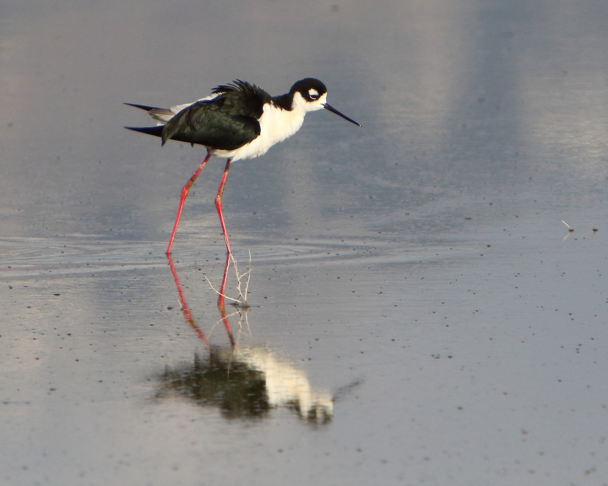 Black-necked Stilt - ML444504411