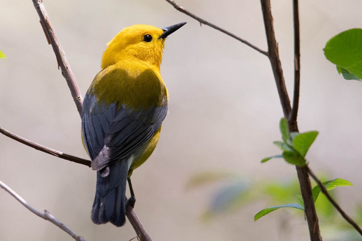 Prothonotary Warbler - ML444504771