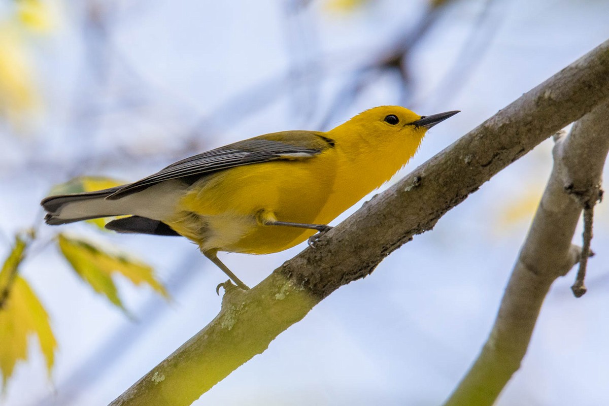 Prothonotary Warbler - ML444504781