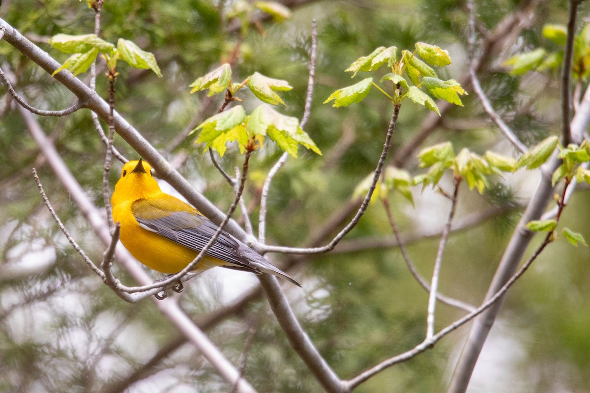 Prothonotary Warbler - ML444504791