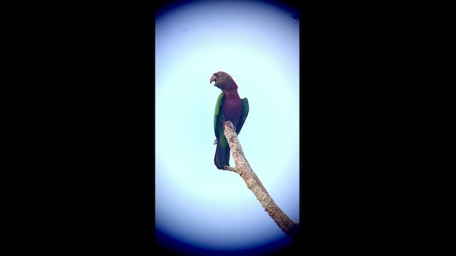 Red-fan Parrot - ML444505181