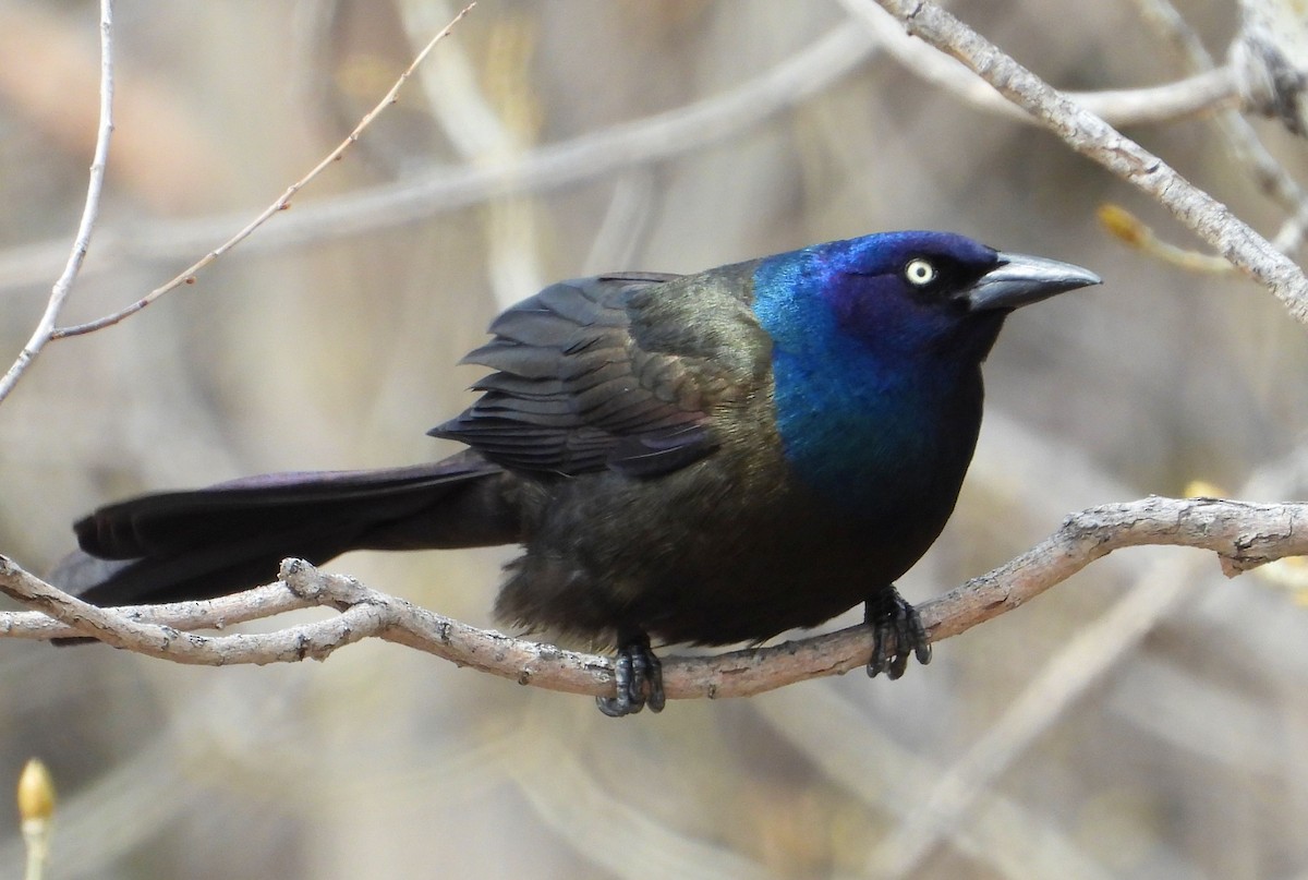 Common Grackle - ML444508861