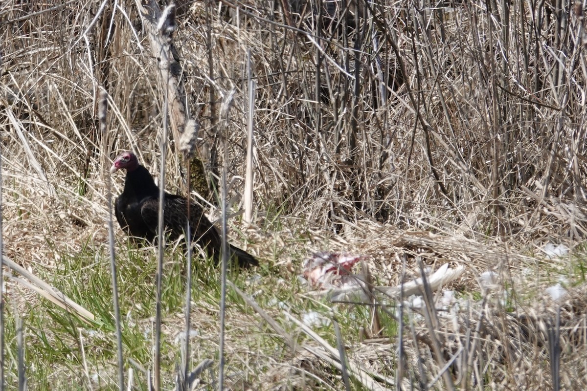 Turkey Vulture - ML444510811