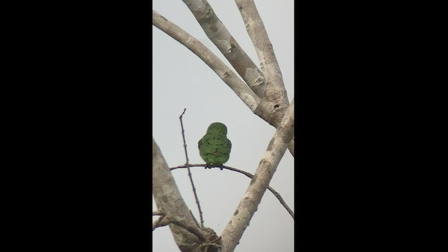 Dusky-billed Parrotlet - ML444511941