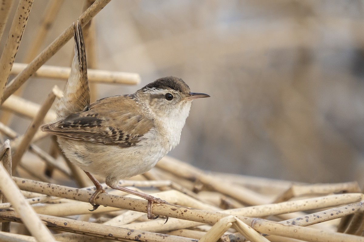 Marsh Wren - ML444514571