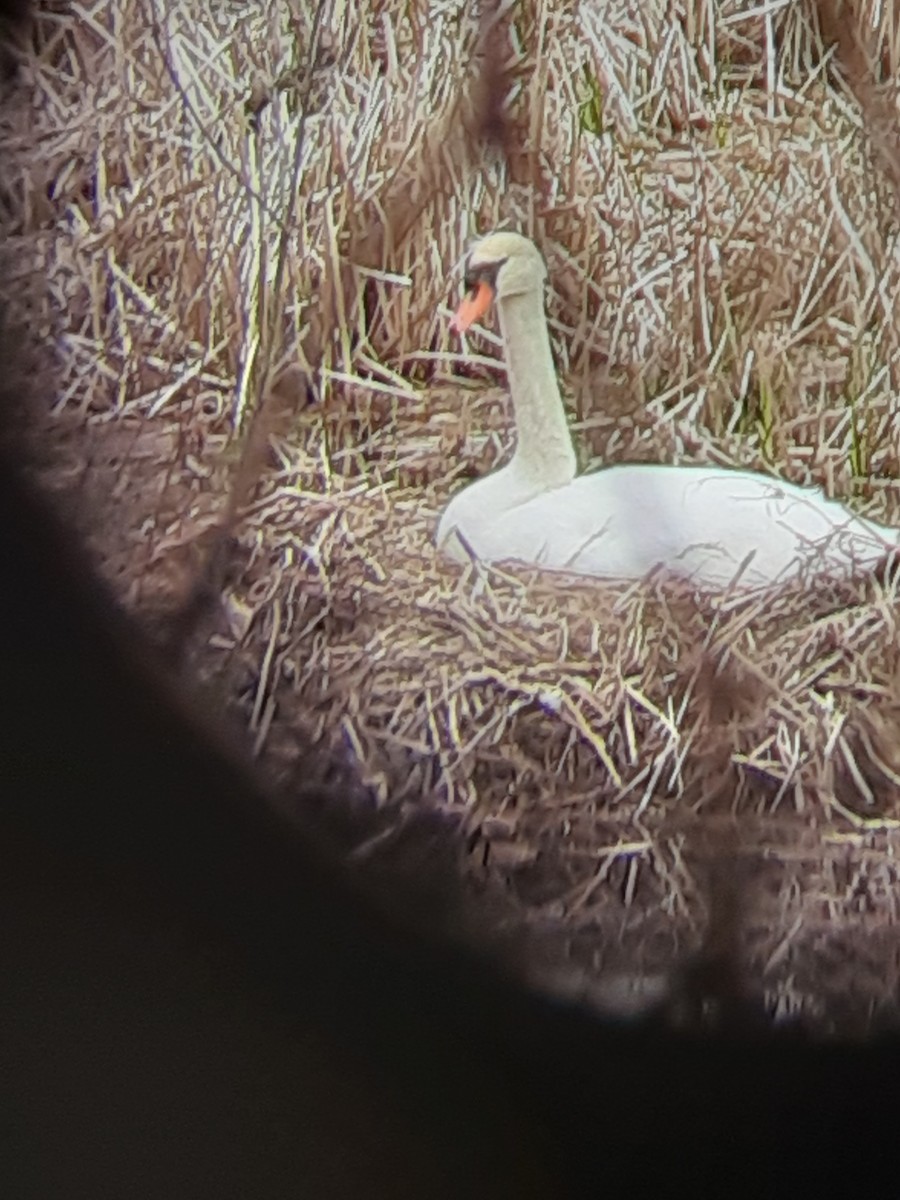 Mute Swan - ML444515061