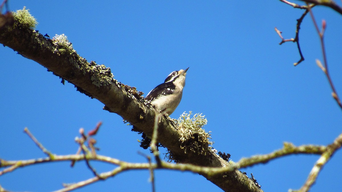 Downy Woodpecker - Eric Walther