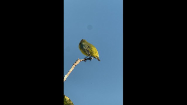 Golden-bellied Euphonia - ML444515371