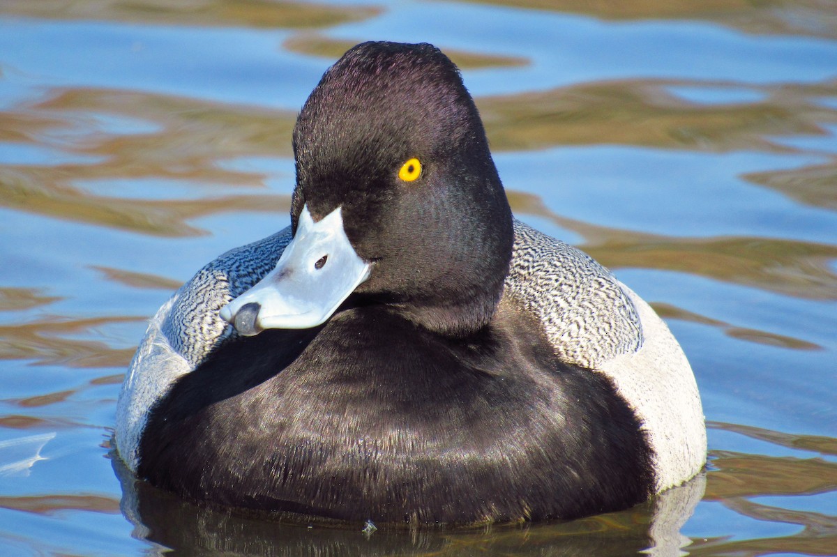 Lesser Scaup - ML444515501