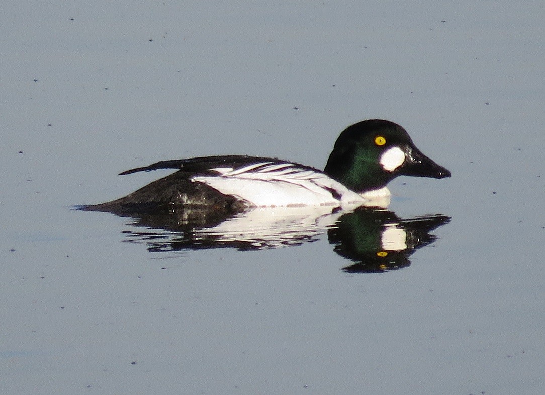 Common Goldeneye - Anne (Webster) Leight