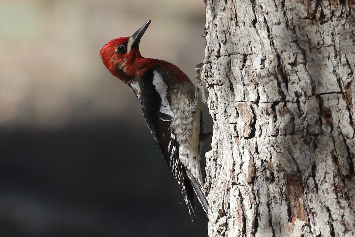 Red-breasted Sapsucker - ML444516961