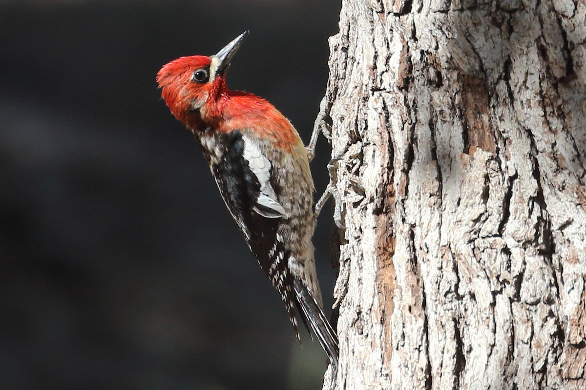Red-breasted Sapsucker - ML444517451