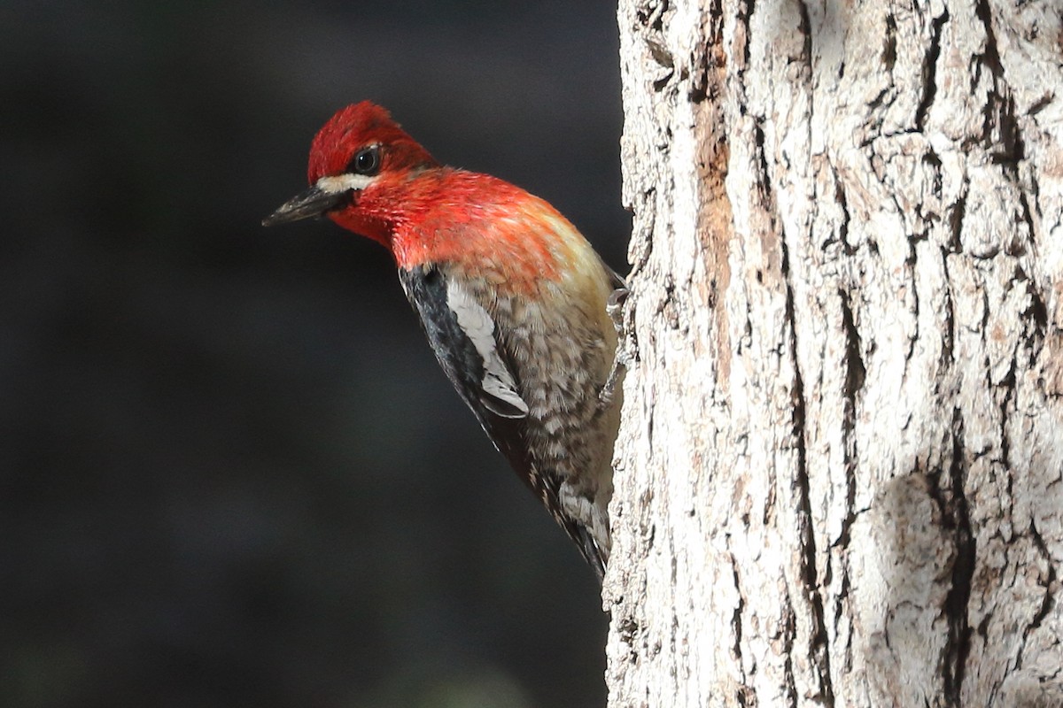 Red-breasted Sapsucker - ML444517681
