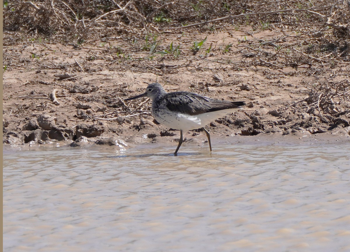 Common Greenshank - ML444518441