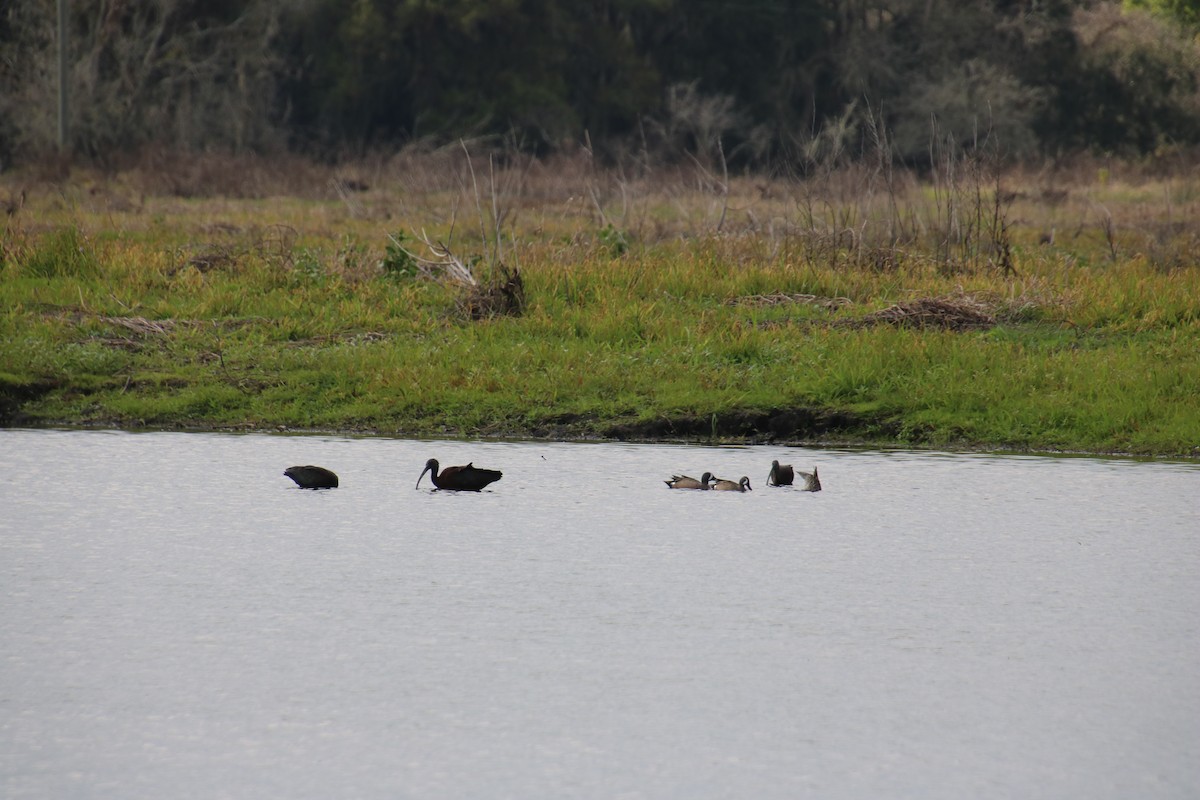 Glossy Ibis - ML444518861