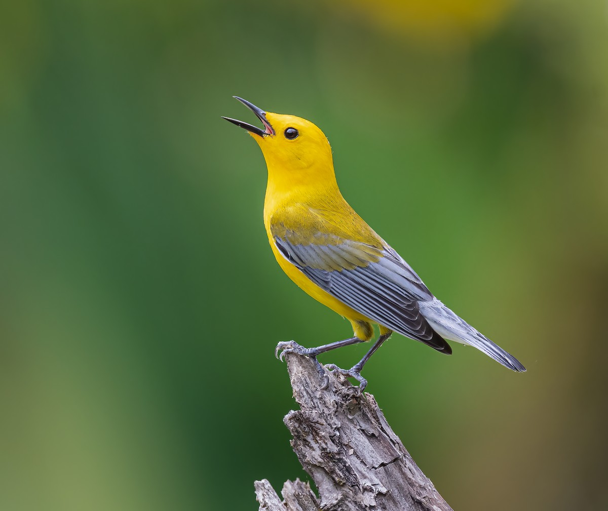 Prothonotary Warbler - Gena Flanigen