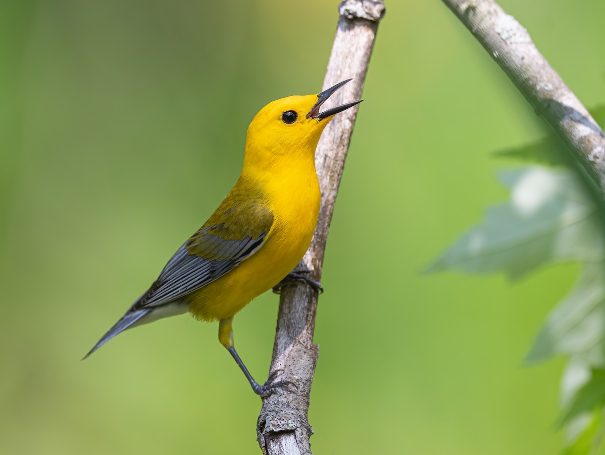 Prothonotary Warbler - Gena Flanigen