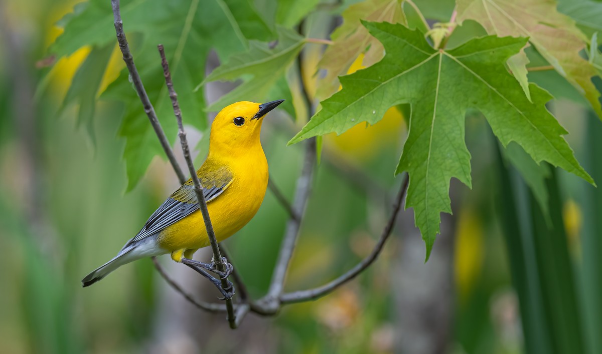 Prothonotary Warbler - ML444519941