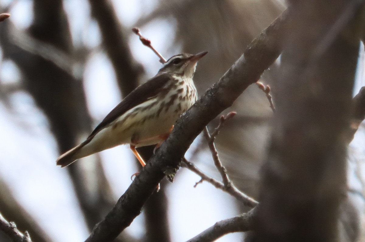 Louisiana Waterthrush - ML444521291