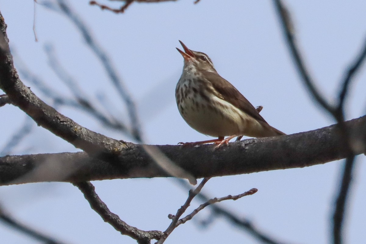 Louisiana Waterthrush - ML444521321