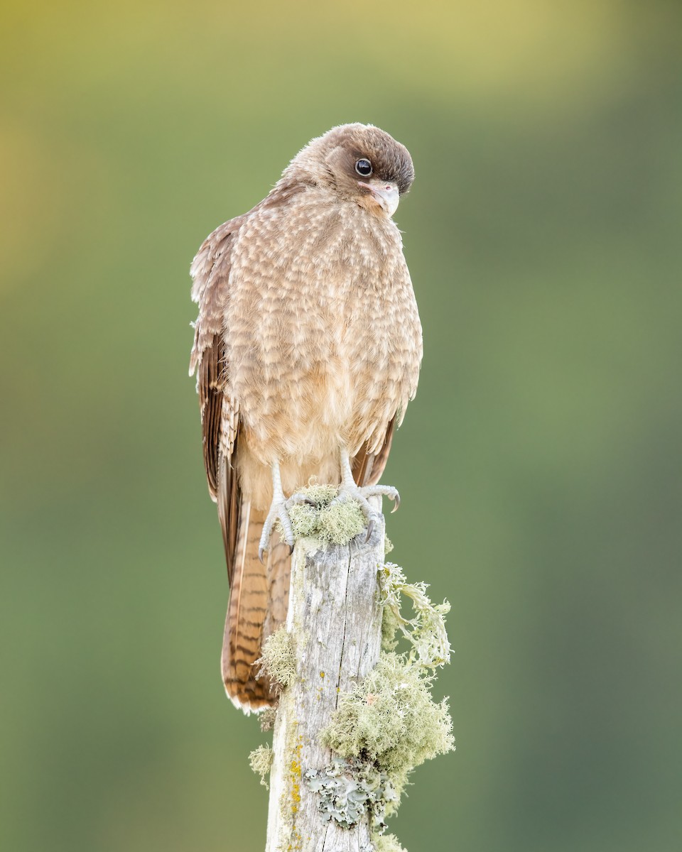 Chimango Caracara - ML444524071