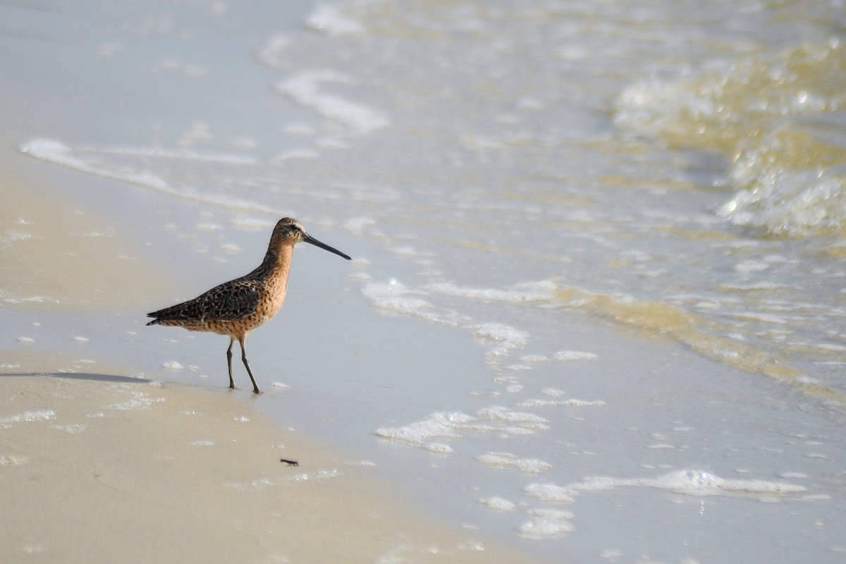 Short-billed Dowitcher - ML444525021