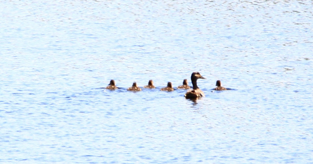 Canard colvert - ML444528621