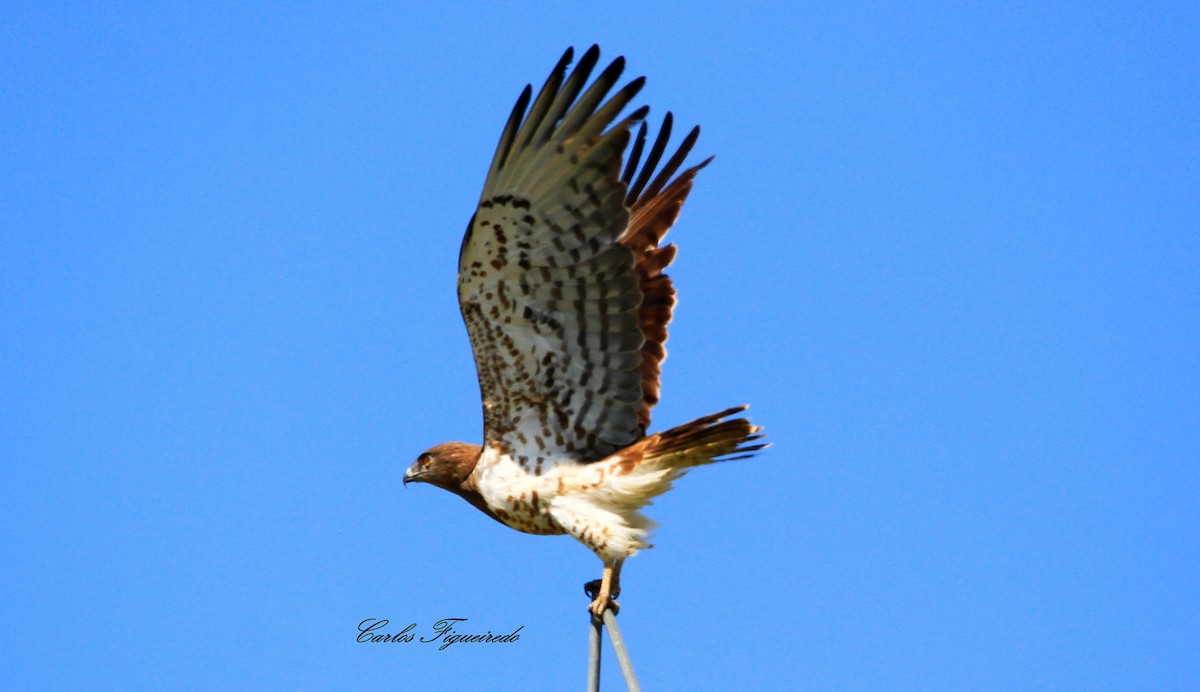 Short-toed Snake-Eagle - ML444529431