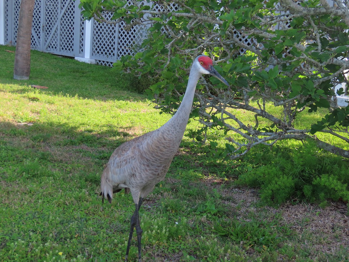 Sandhill Crane - ML444529931