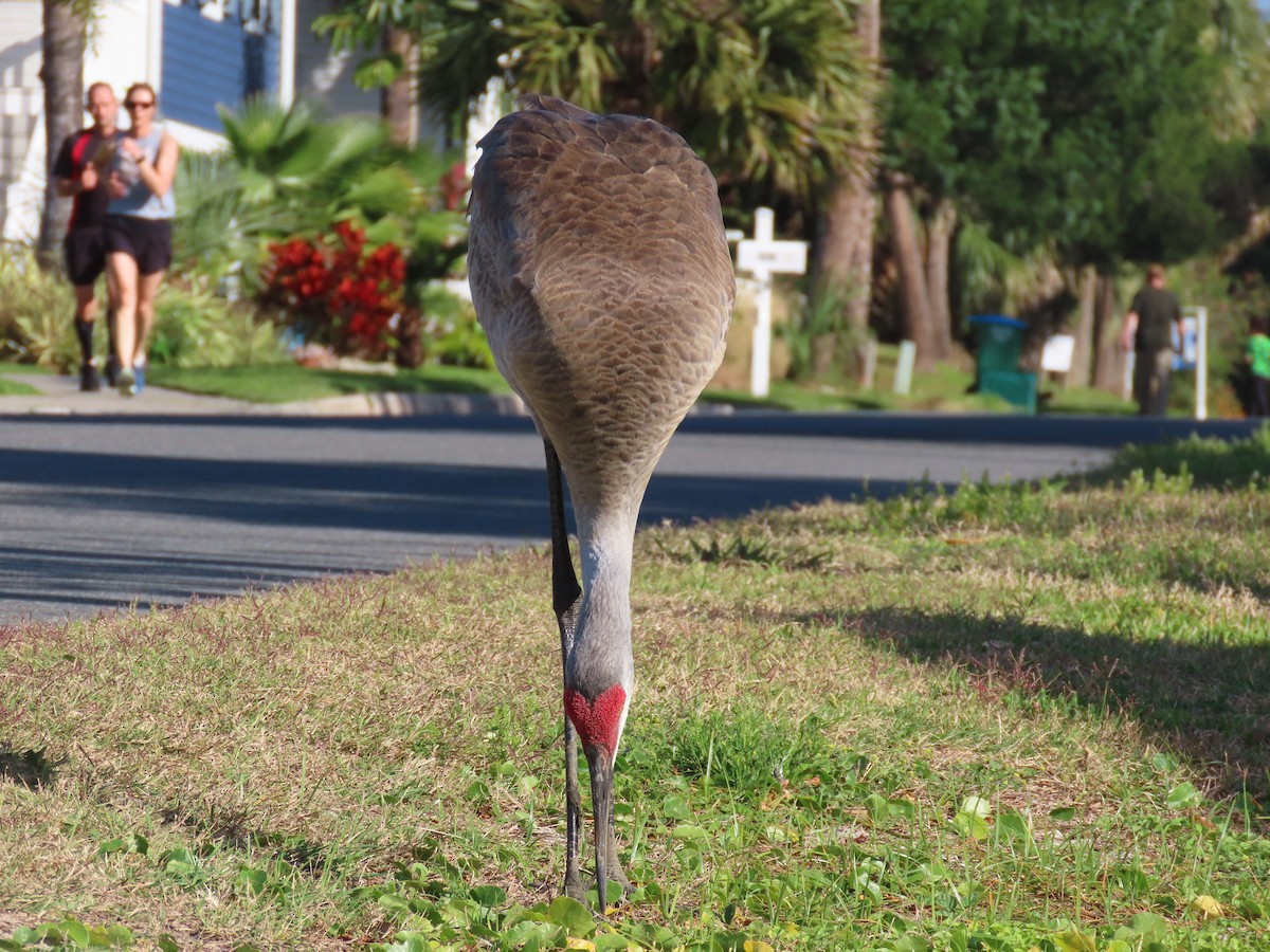 Sandhill Crane - ML444531251