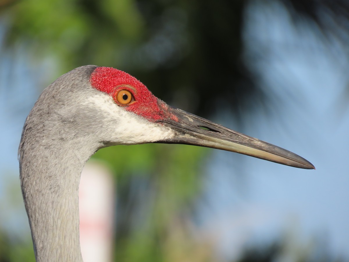 Sandhill Crane - ML444531891