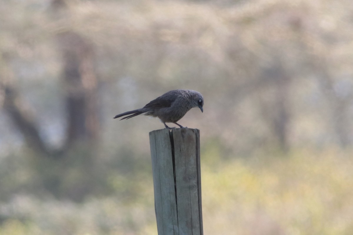 Black-lored Babbler - ML444532101