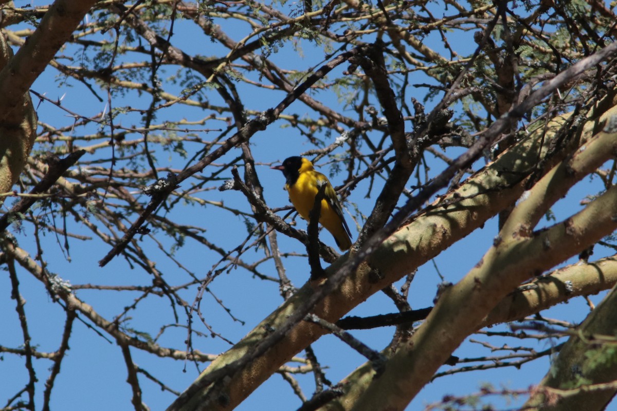 African Black-headed Oriole - ML444532561